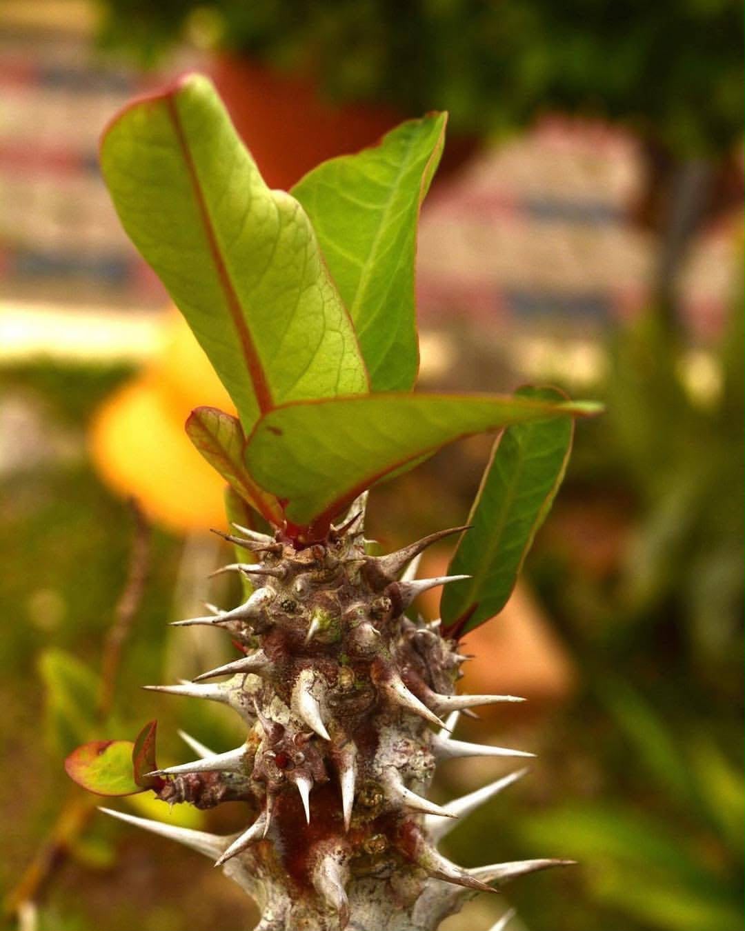Crown-of-thorns pushing new leaves from a spiny stem