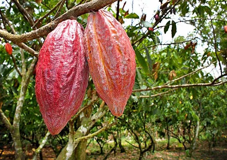 Ripe Trinitario cocoa pods on the tree at a family-run estate in South Trinidad