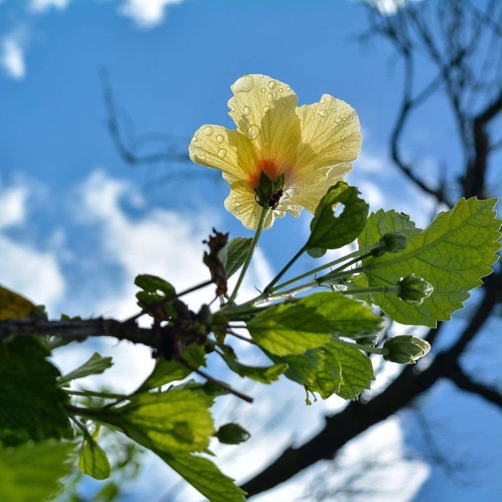 Yellow hibiscus reaching toward the sky