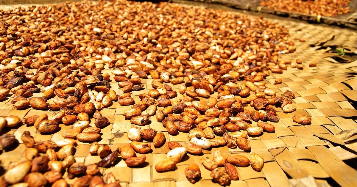 Trinitario cocoa beans sun-drying on woven mats near Moruga, Trinidad