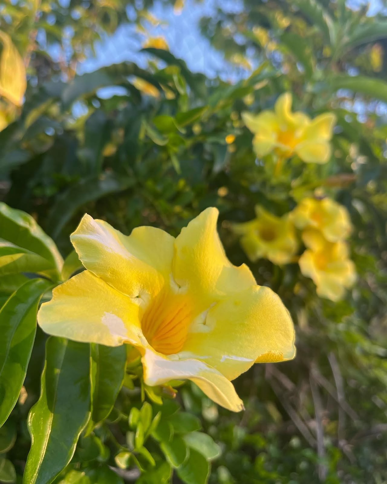 Yellow allamanda flowers in the garden