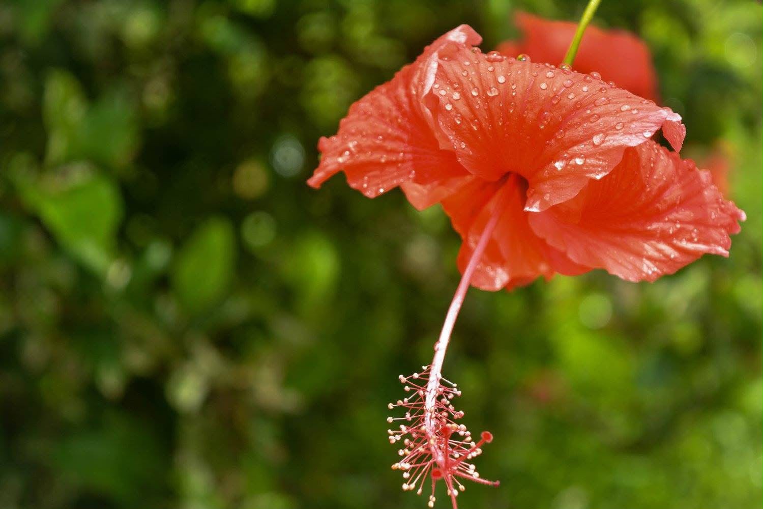 Red hibiscus in bloom with morning dew